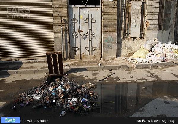 30میلیون موش هر روز با مردم تهران زندگی می‌کنند
