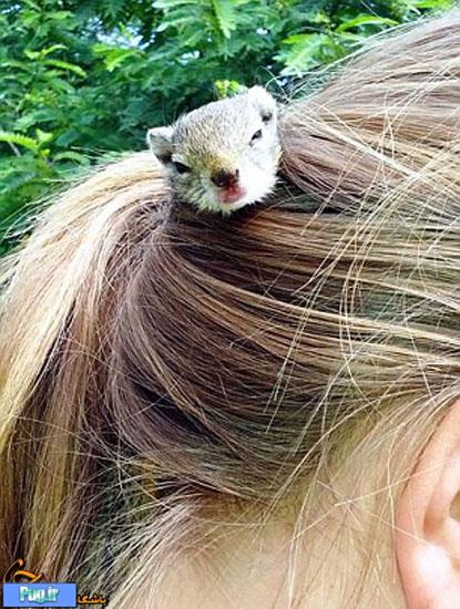 لانه عجیب سنجاب در موهای انسان 
