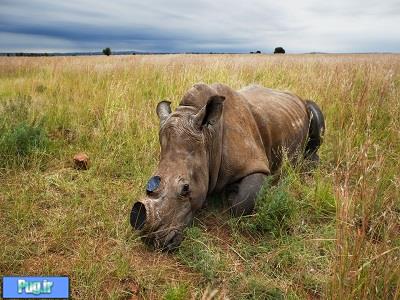 ابزاری برای مقابله شکار غیر قانونی در کنیا