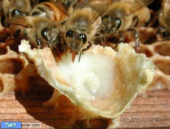 شیر زنبور عسل! 