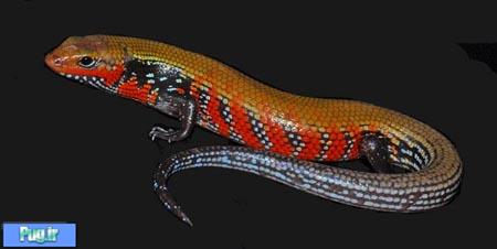 اسکینک آتشین (Fire Skink)