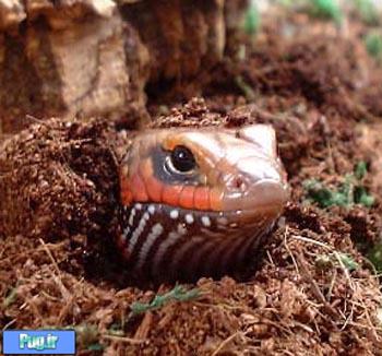 اسکینک آتشین (Fire Skink)