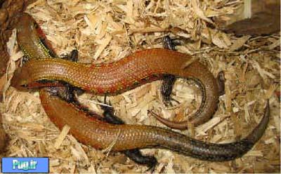 اسکینک آتشین (Fire Skink)