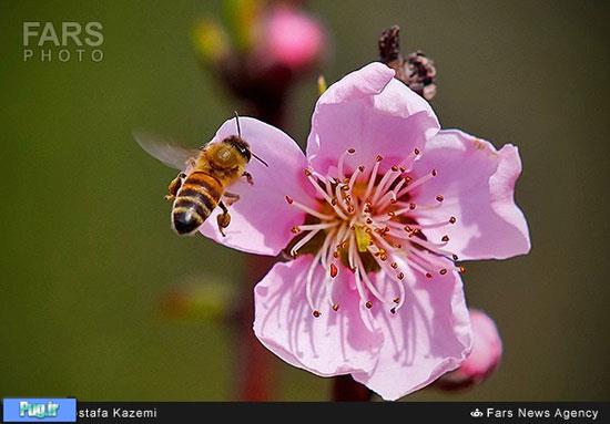 مرسی زنبور عسل !