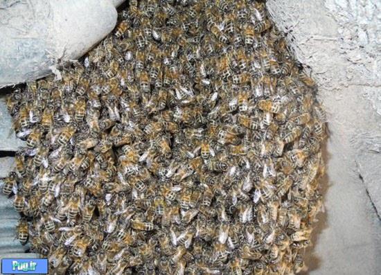 حمله زنبور های عسل به لندن