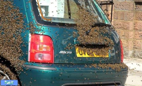 حمله زنبور های عسل به لندن