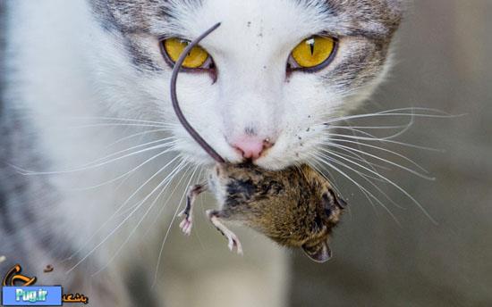 بازی خطرناک موش و گربه 