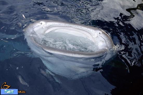 غذا خوردن نهنگ‌ از تور ماهیگیران 