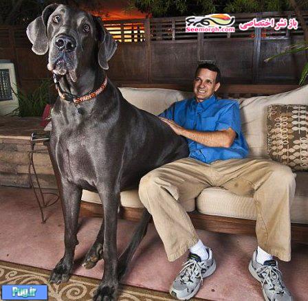 بلند قدترین سگ دنیا 