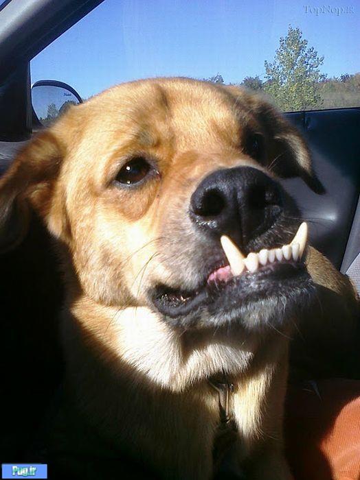 دوست ندارید که دندان سگ دلبندتان جرم بگیرد؟؟