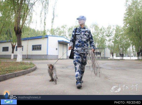 میمون‌ها در خدمت ارتش چین 