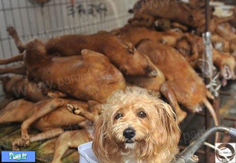 جشنواره سگ خوری در چین! 