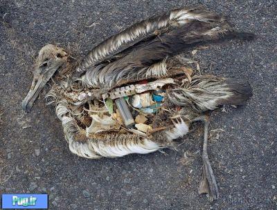 پلاستیک پرندگان را میکشد 