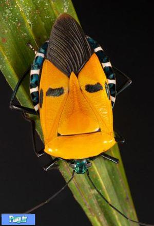 حشراتی با صورت انسان در بدن