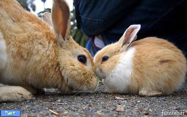 تصاویر جالب از جزیره خرگوش ها در ژاپن