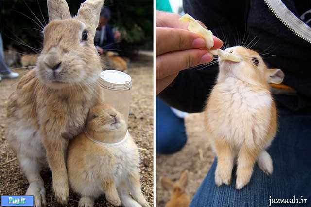 تصاویر جالب از جزیره خرگوش ها در ژاپن