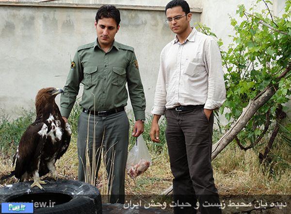 تحویل یک عقاب مجروح به اداره محیط زیست خوی