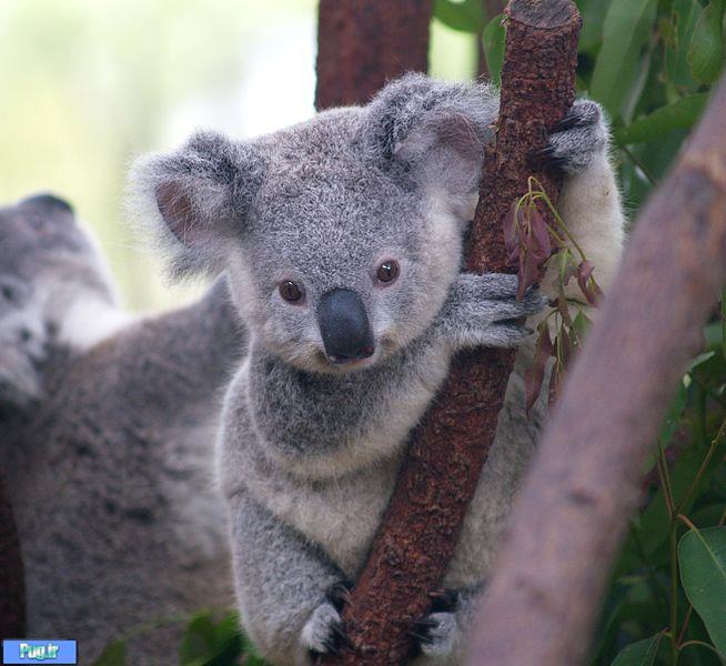 پرخواب‌ ترین حیوان استرالیایی در معرض خطر