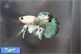 انواع ماهی فایتر