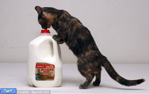 کوتاه قدترین گربه جهان