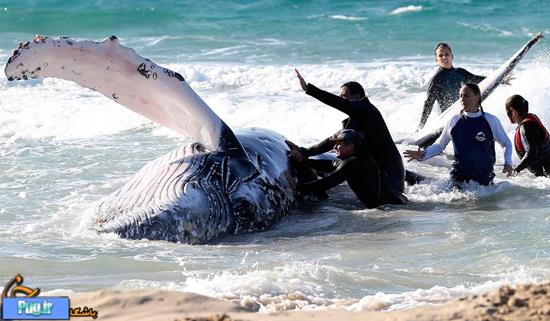 نجات نهنگ به گل نشسته
