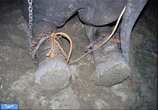 رهایی فیلی از شکنجه‌های ۵۰ ساله 