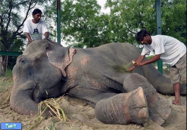 رهایی فیلی از شکنجه‌های ۵۰ ساله 