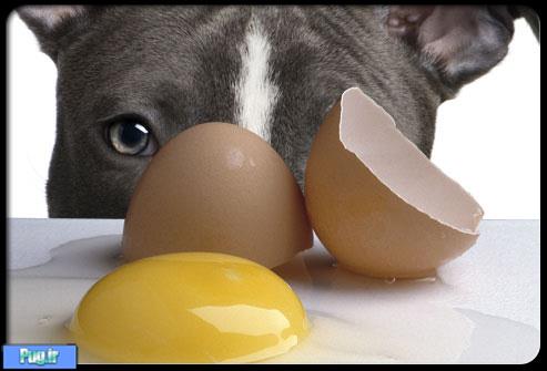 چرا سگ ها نباید تخم مرغ خام بخورند؟