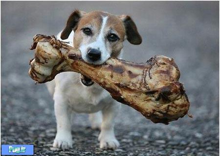 استخوان برای سگها خطرناک است!!!