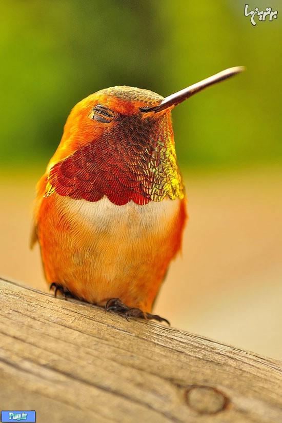 زیبایی‌های بی‌نظیر یک پرنده کوچک