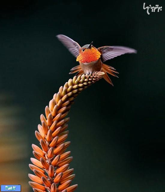 زیبایی‌های بی‌نظیر یک پرنده کوچک