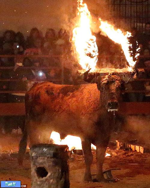 فستیوال وحشیانه آتش زدن گاو