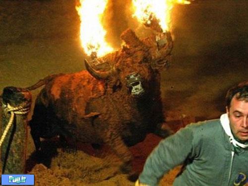 فستیوال وحشیانه آتش زدن گاو