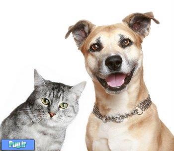 سگ ها در مقابل گربه ها بعنوان حيوان خانگي