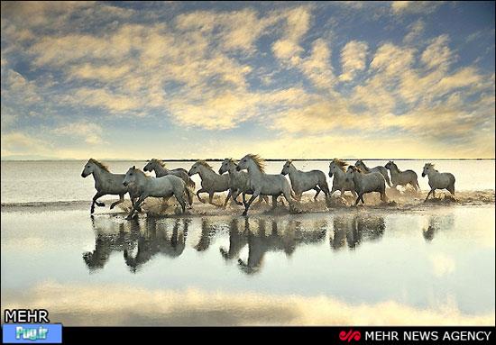 تصاویری زیبا از اسب‌های سفید وحشی