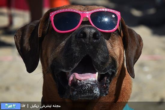 ششمین رقابت موج سواری سگ ها در کالیفرنیا