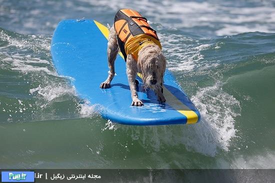 ششمین رقابت موج سواری سگ ها در کالیفرنیا