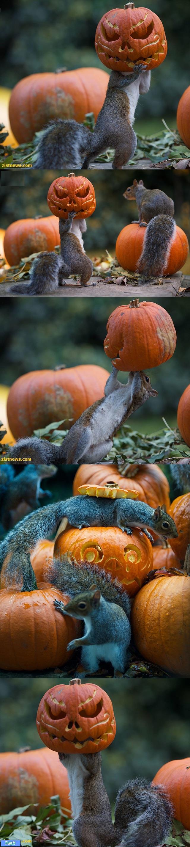 هالووین با سنجاب ها