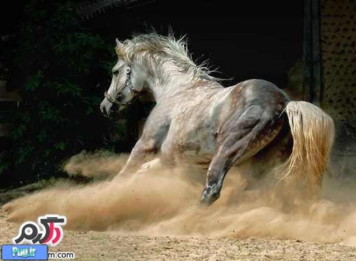 عکس های مهیج از اسب های وحشی و زیبا