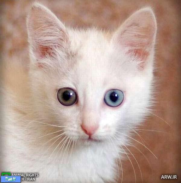 گربه هایی با چشمان دو رنگ  