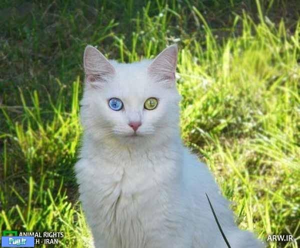 گربه هایی با چشمان دو رنگ  