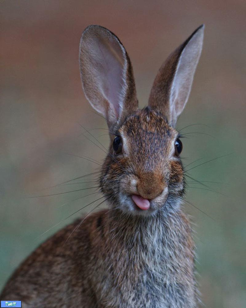 خرگوش ها از همه قشنگ تر زبون درازی می کنن!