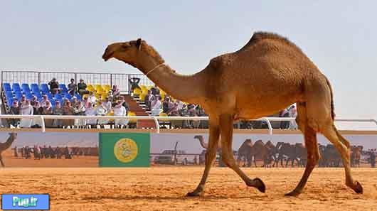 ملکه زیبایی شتر ها در عربستان!