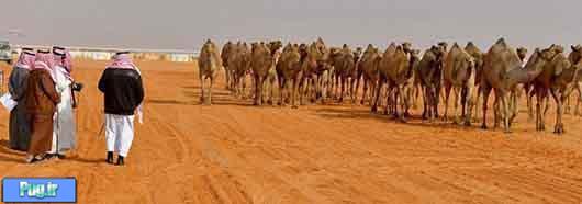 ملکه زیبایی شتر ها در عربستان!