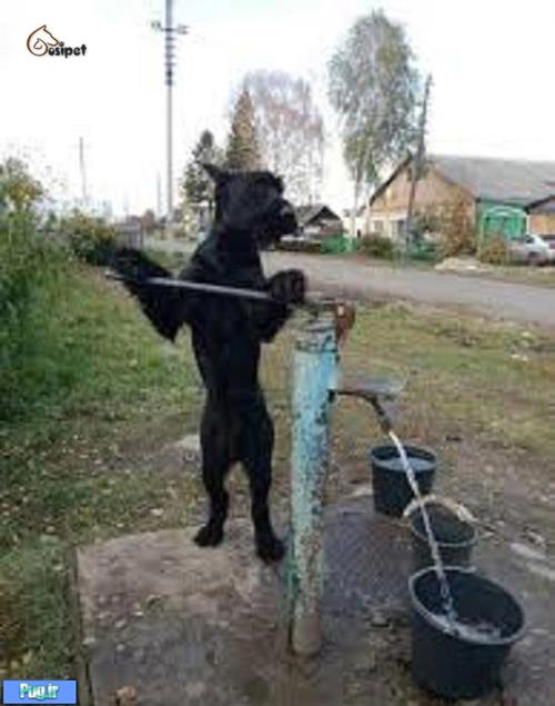 این سگ کارهای مزرعه صاحبش را انجام می دهد!