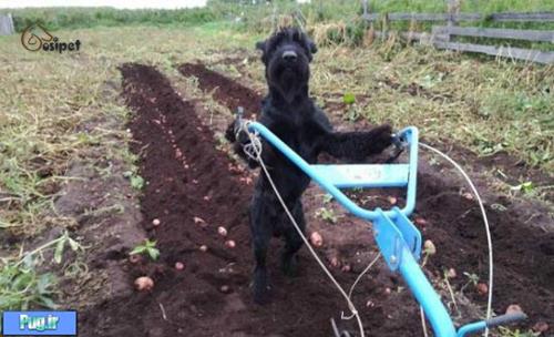 این سگ کارهای مزرعه صاحبش را انجام می دهد!