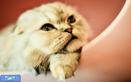 قلاده های زنگوله ای زیبا برای بچه گربه 