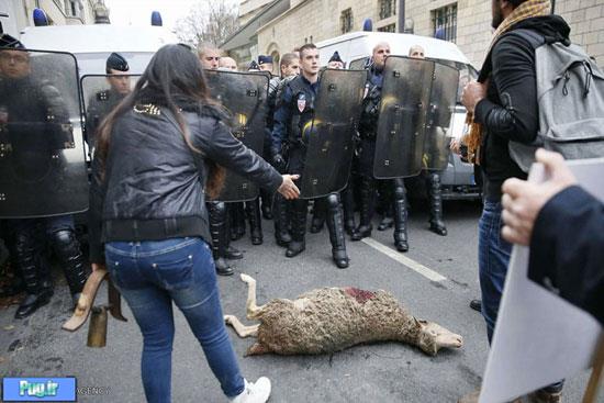 تظاهرات گوسفندی در پاریس!