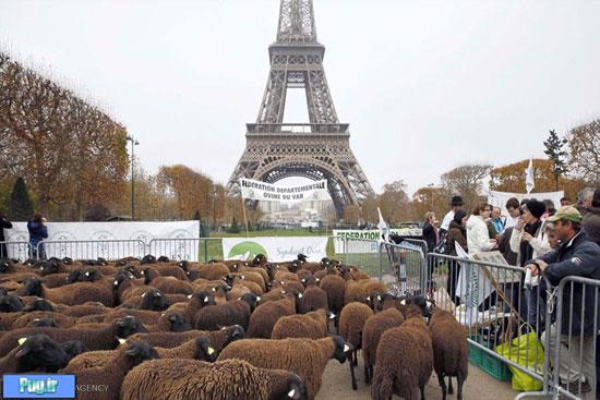 تظاهرات گوسفندی در پاریس!