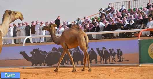 ملکه زیبایی شتر ها در عربستان! 